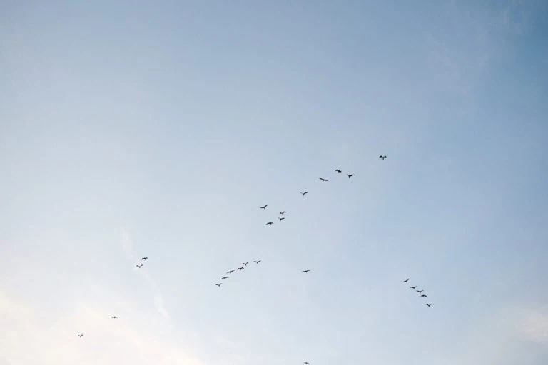 Vol d'oiseaux dans le ciel bleu