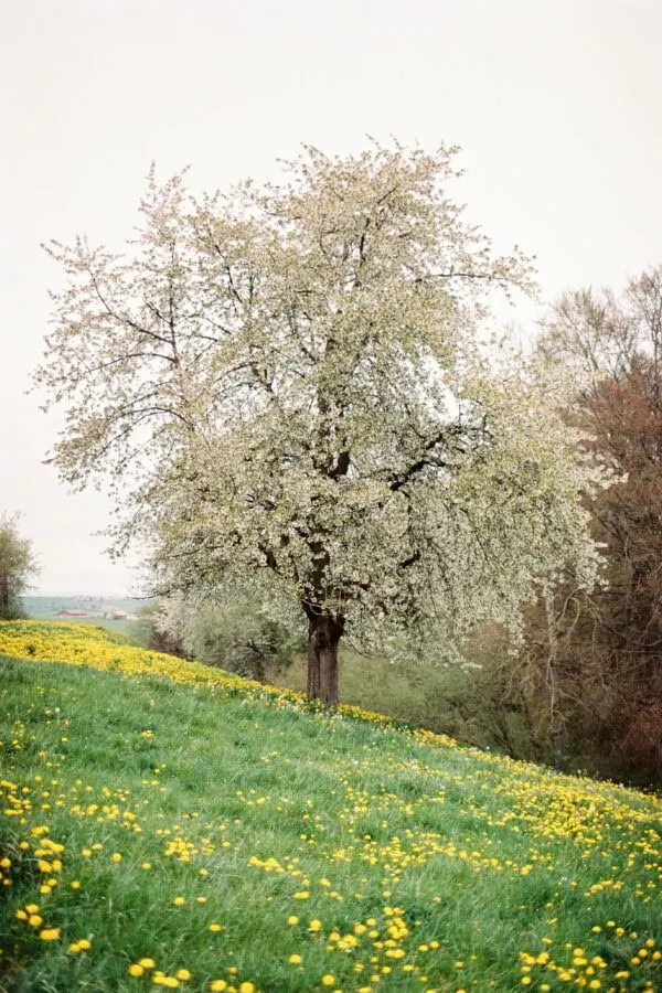 Arbre en fleurs dans un champ printanier
