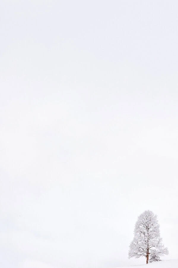 Arbre enneigé isolé dans paysage blanc minimaliste