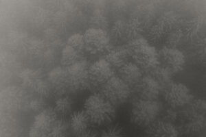 Forêt dense enveloppée de brume vue du ciel