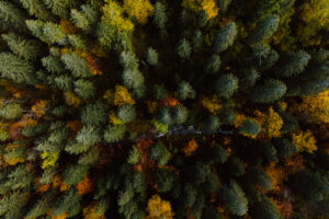 Vue aérienne forêt automnale et rivière sinueuse