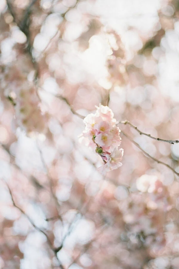 Fleurs de cerisier roses en lumière douce