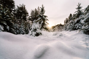 Forêt enneigée au lever du soleil hivernal