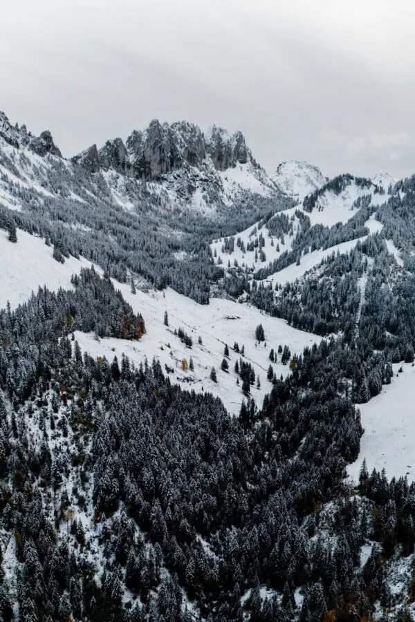 Montagnes enneigées et forêt de sapins en hiver