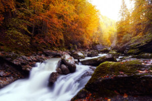 Rivière en forêt d’automne aux feuilles dorées