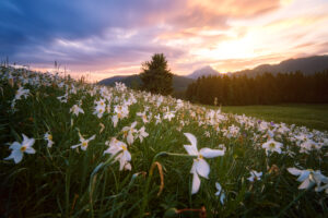 Prairie de fleurs blanches au coucher du soleil