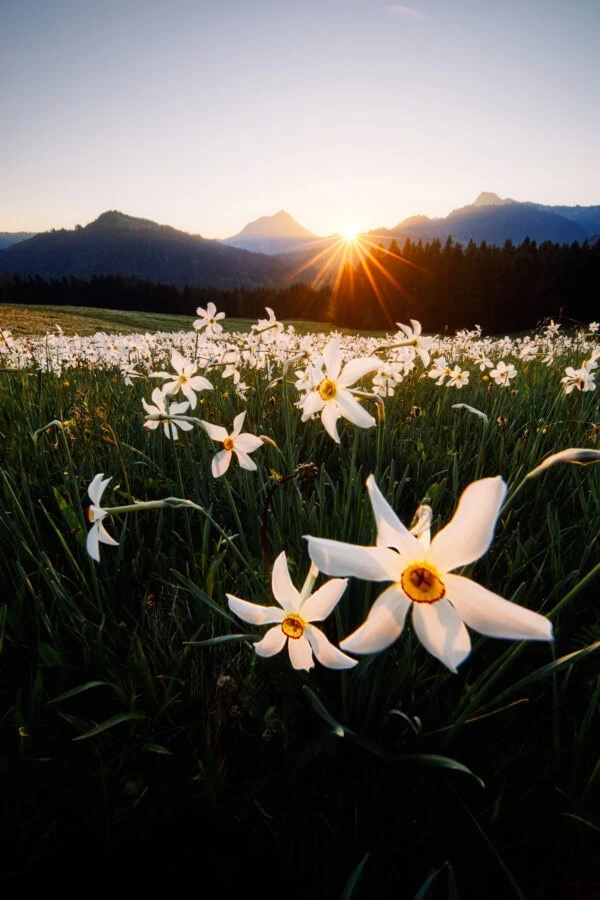 Champ de narcisses au lever du soleil